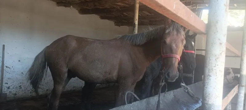 3 ta erkak nar toylar sotiladi 4 3 ta erkak nar toylar sotiladi 4