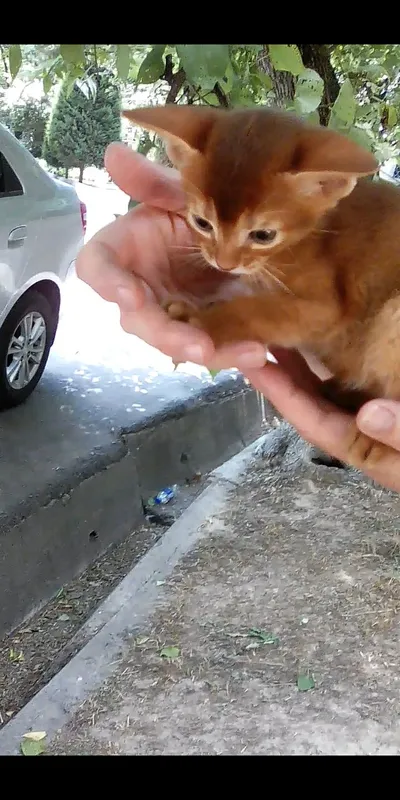 Продаётся котёнок — фото 1
