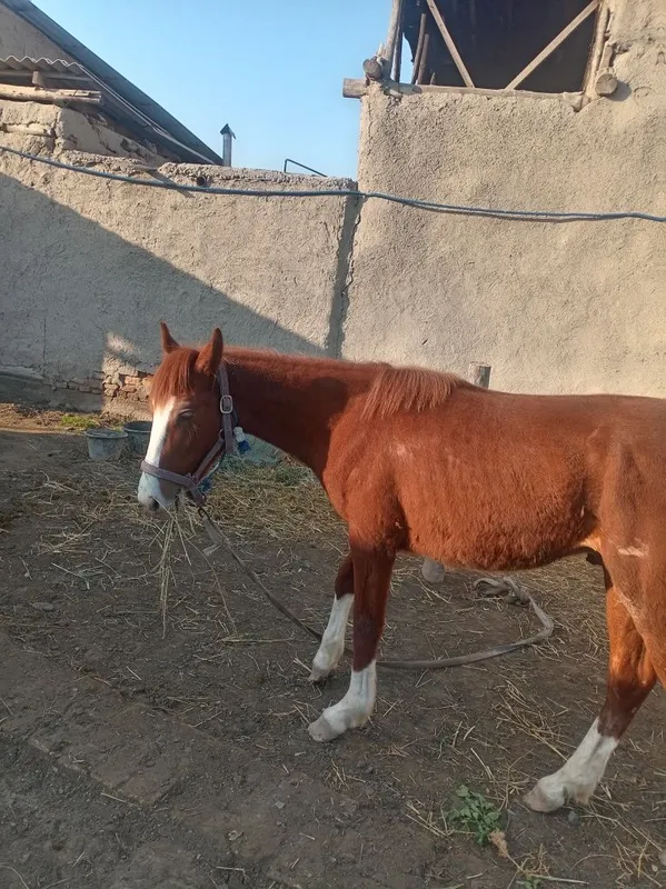 5 qashqa zotdor soglom ot garantiya beriladi erkak 1 yoshar 3 oylik — фото 1