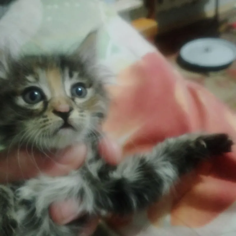 Котята даром срочно — фото 1
