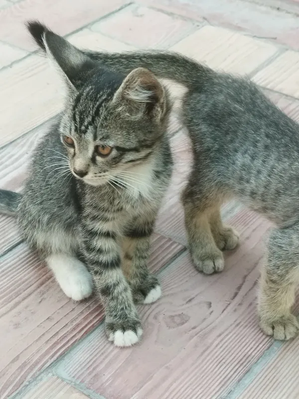 Котята отдадим в хорошие руки 2