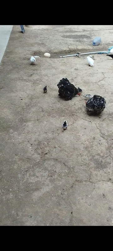 Choynak jo'ja sotiladi 10ta 1