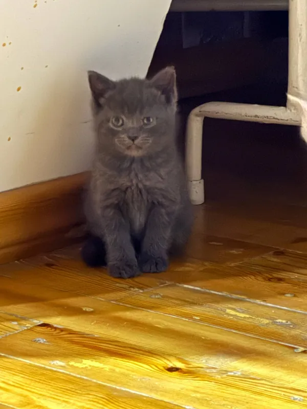 продается котенок породы британский девочка 2