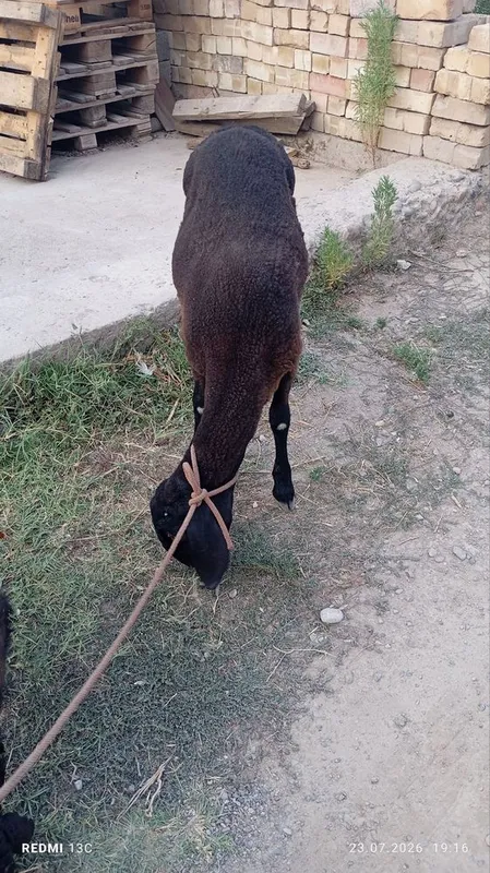 Qôchqor sotiladi 5