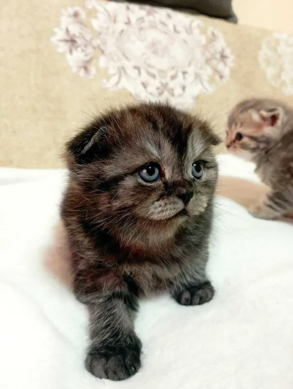 Продам котят 1 месяц — фото 5