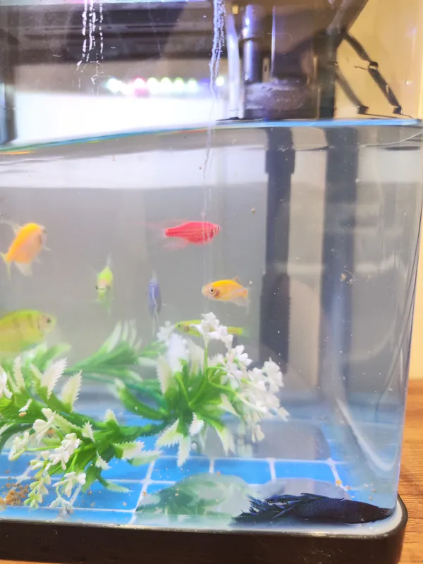 Akvarium va baliqlar 3
