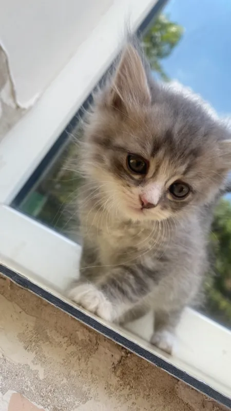 Siberian cat — фото 2