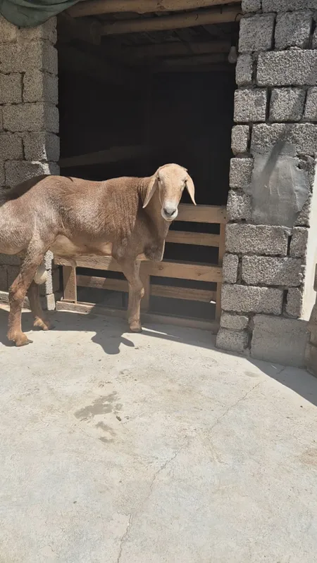 Кучкор киргиз зотга Quchkor zotga 2