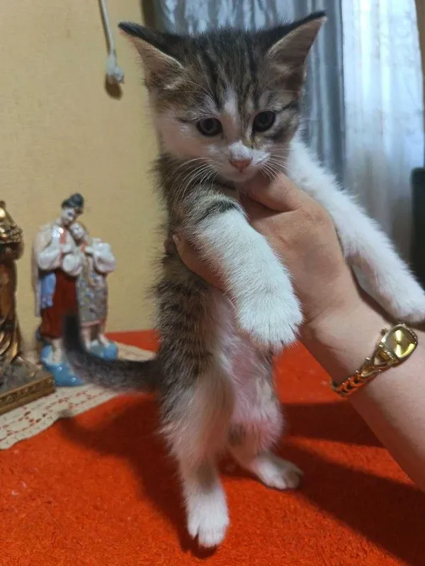 Сибирские котята — фото 2