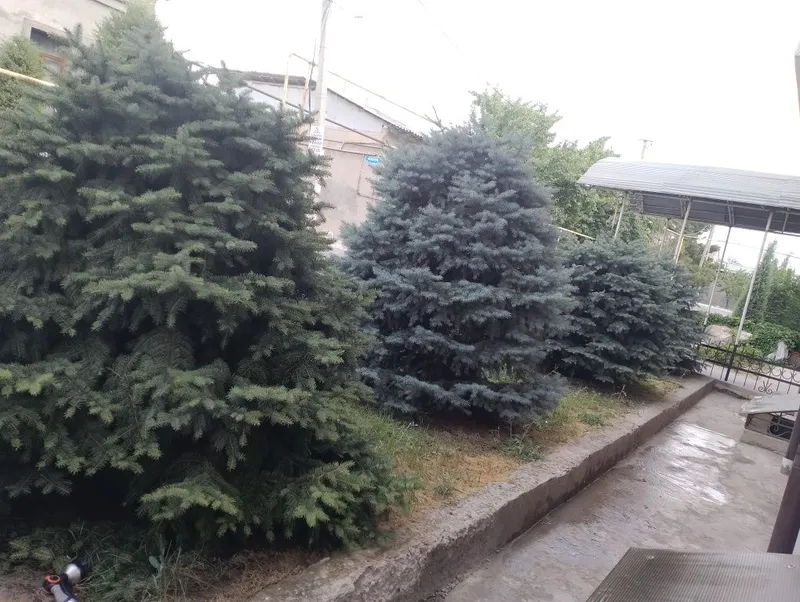 Продается ель пушистые 2
