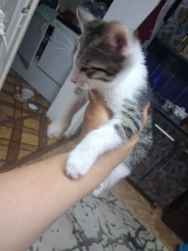 kotyata besplatno ochen krasivie 3 3