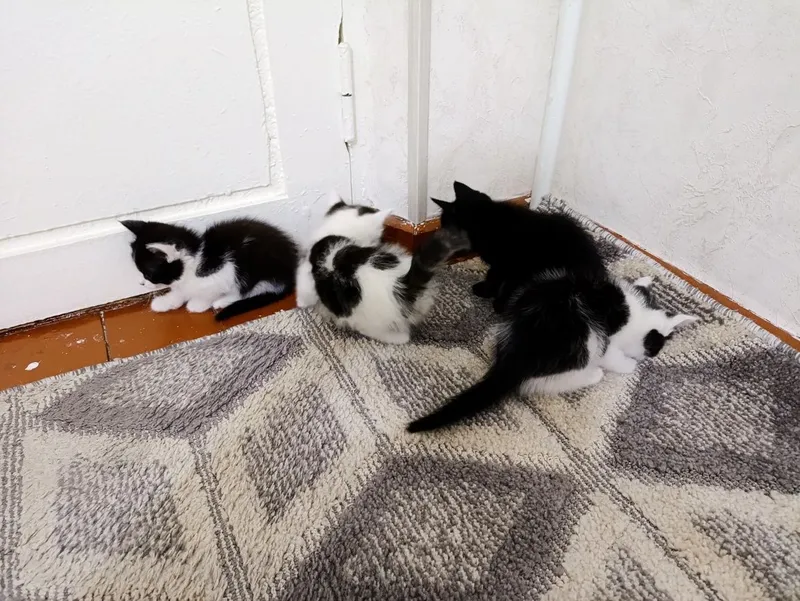 Kotyata, Mushuk котята мушук — фото 1