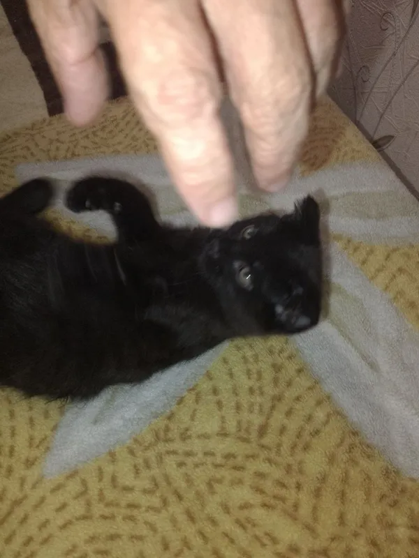 Отдам котенка в добрые руки — фото 3