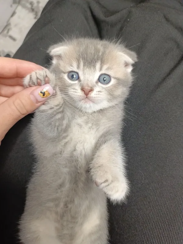 Вислоухие котята — фото 5