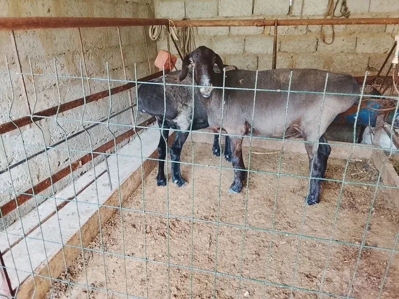 Продаётся корова Продаётся корова
