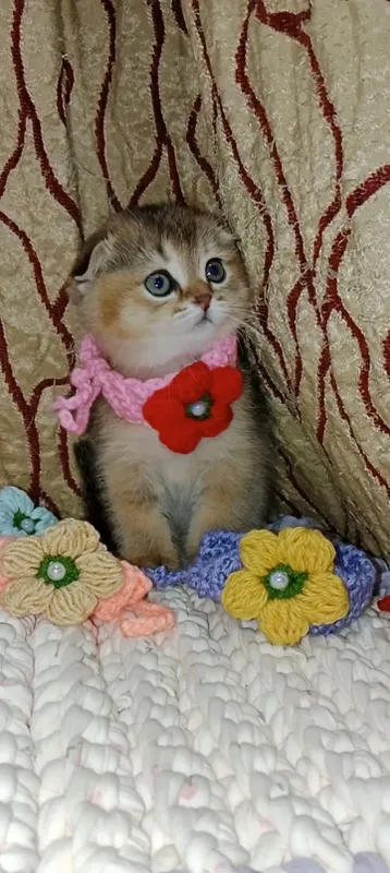 Вязка кот Скоттиш Страйт Хайленд колор Поинт — фото 6