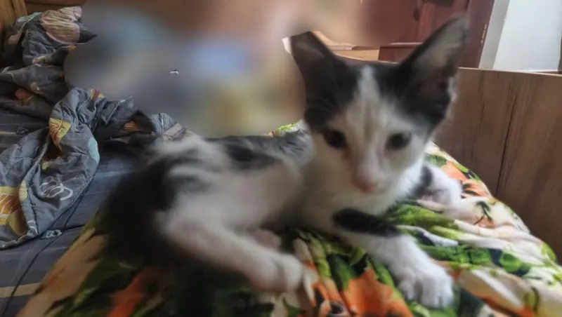 котенок мальчик, 2 недели 1 котенок мальчик, 2 недели 1