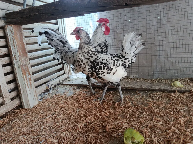 продаются куры гамбургской породы 3