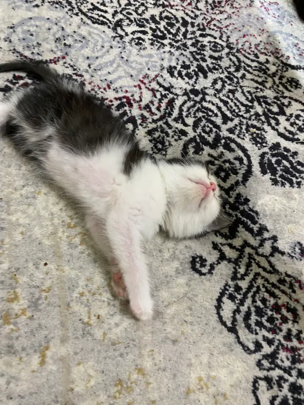 Кошечка, девочка