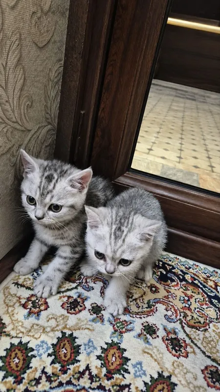 Британские короткошёрстные котята Возрас — фото 1