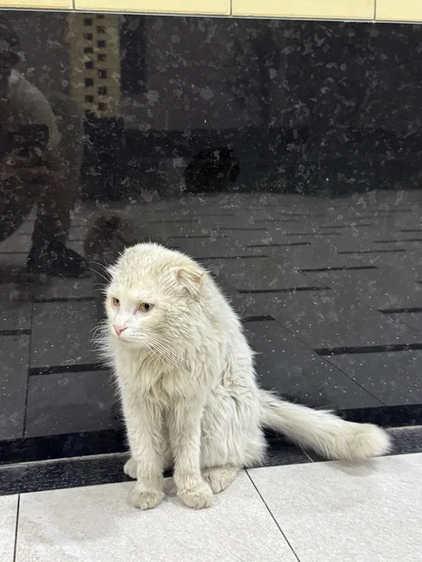 Кот турецкая ангора — фото 5