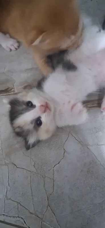 кошка/mushuk 5