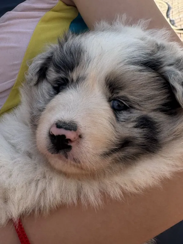 Border collie чисто кровние
