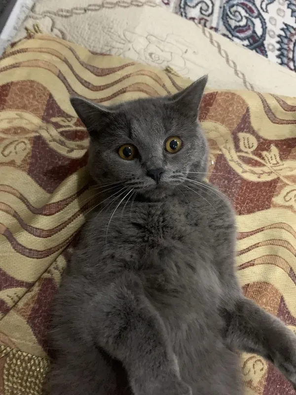 Скотч страйт 499000
