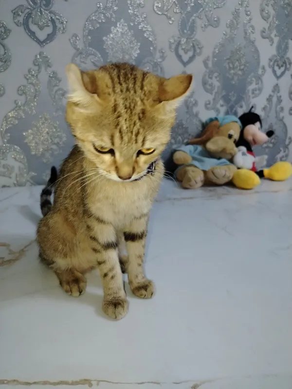 Кошка Шиншилла Продается — фото 1