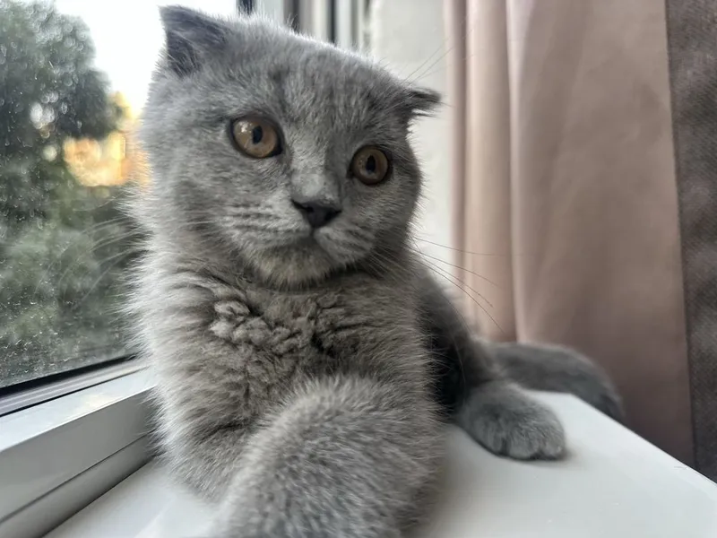 Котенок. Шотландский вислоухий мальчик, 3 месяца 3 Котенок. Шотландский вислоухий мальчик, 3 месяца 3