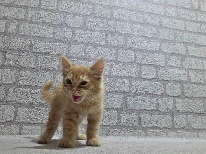 Нашёлся котик, ищет старого хозяина — фото 1