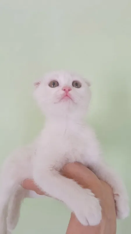 Фолды и британцы котята — фото 4
