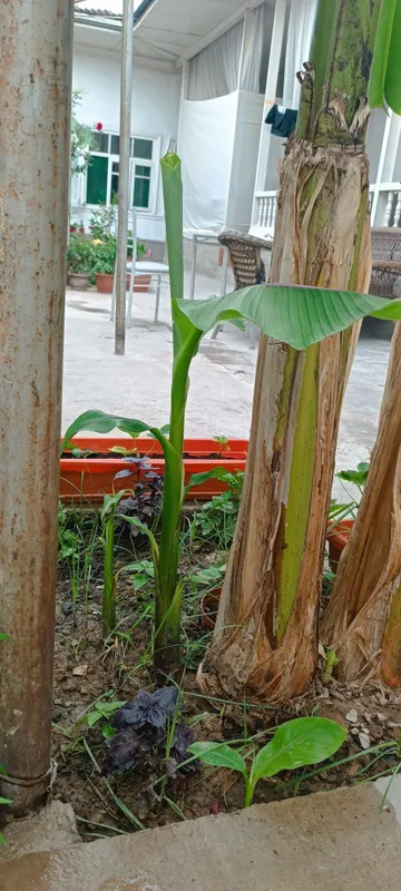 Banan koʻchat sotiladi arzon