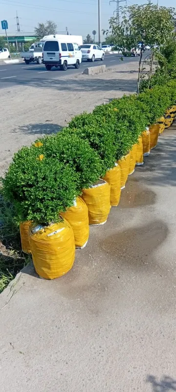 Archa ko‘chatlari xar xil mevali daraxtlar bor — фото 4