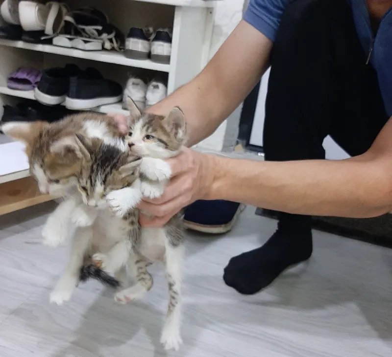 Maftunkor mushukchalarni mehribon va g‘amxo‘r qo‘llarga bepul beraman! 2