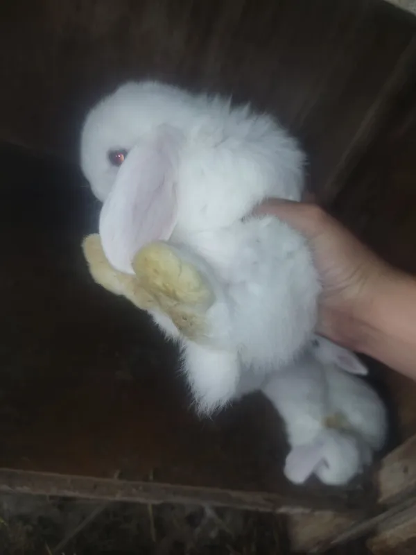 Karlik baran quyonchalari sotiladi manzil Fargʻona