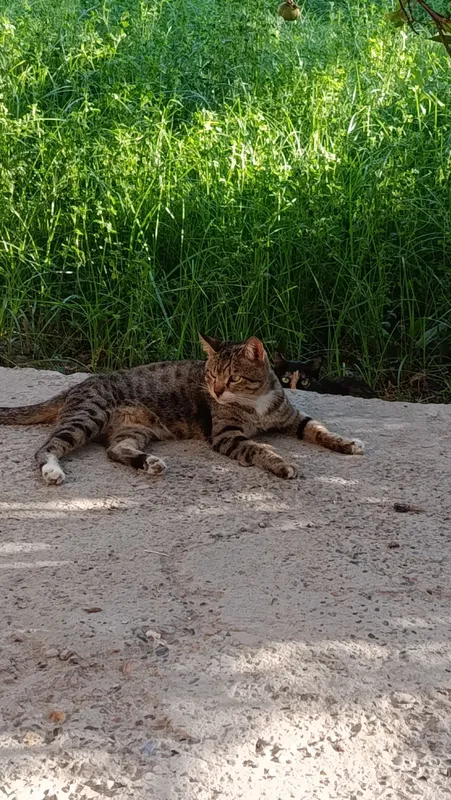 Mushuk kochada boqilgan 3 Mushuk kochada boqilgan 3