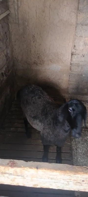 qoy va qozi sotiladi zotli qoy 3 ta tuqqan 2