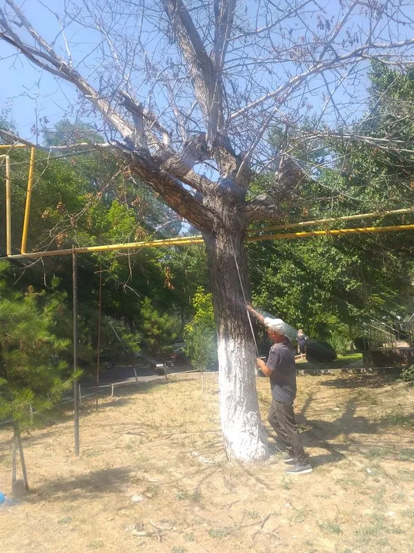 Yongoq daraxti sotiladi 2