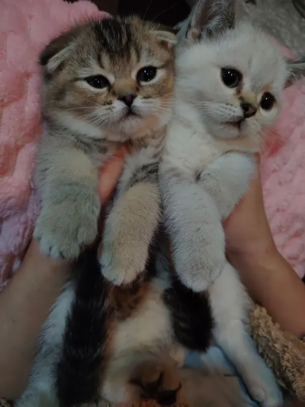 Котята продаю фолд 6 Котята продаю фолд 6