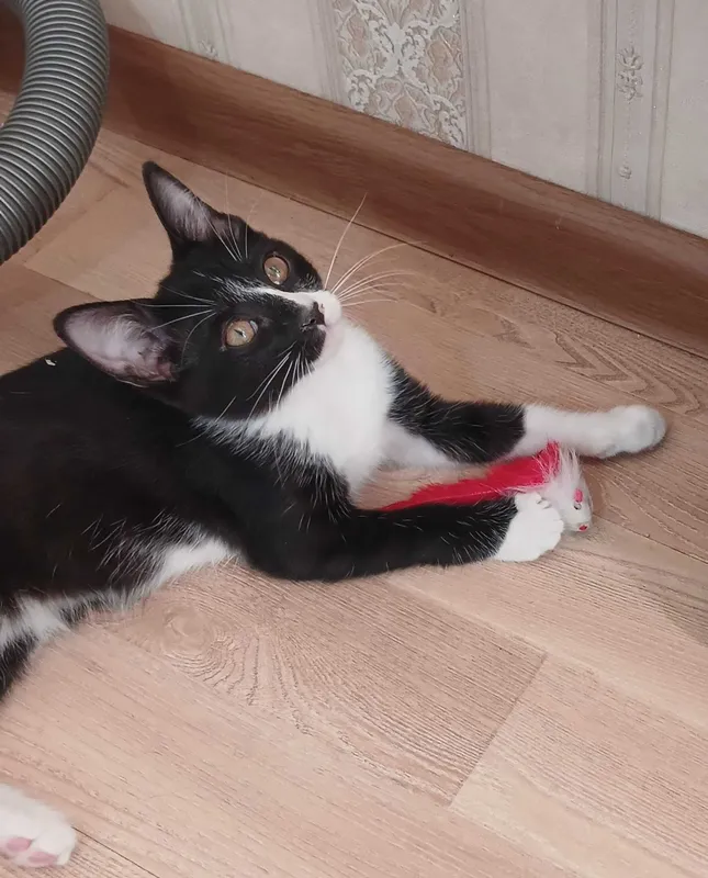 Котята в добрые руки — фото 1