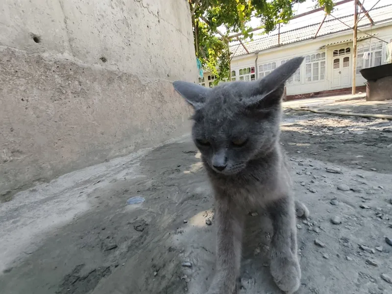 Mushuk bervoriladi tekinga 1 Mushuk bervoriladi tekinga 1