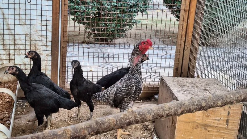Кошамо товуклари 4