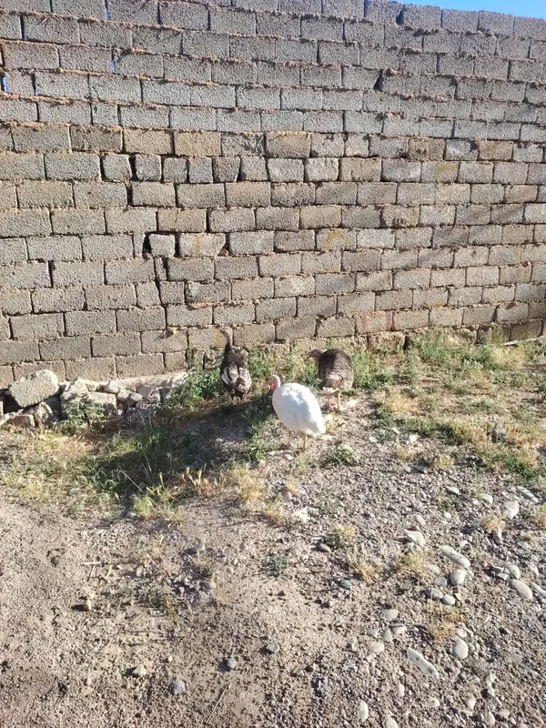 Kurka tovug'i 3 ta bor — фото 4