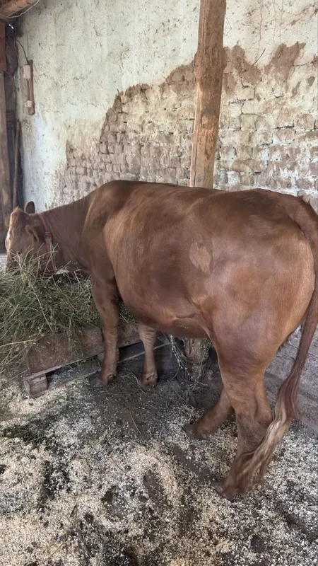 Angus Urgochi bukalar 2 tasi 5 Angus Urgochi bukalar 2 tasi 5