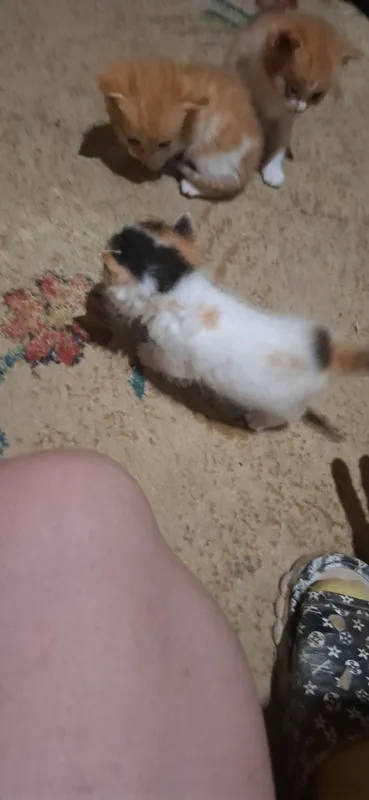 отдам котят