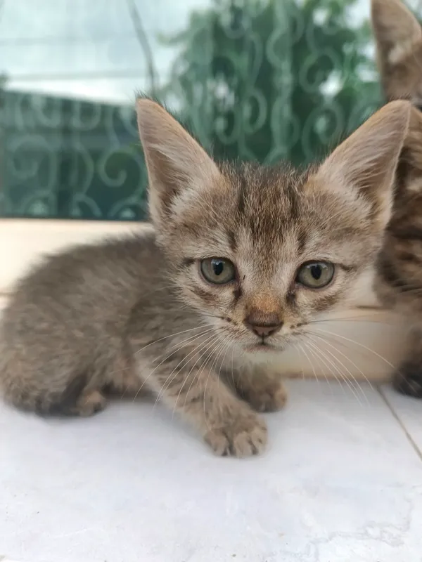 Котята отдадим в хорошие руки