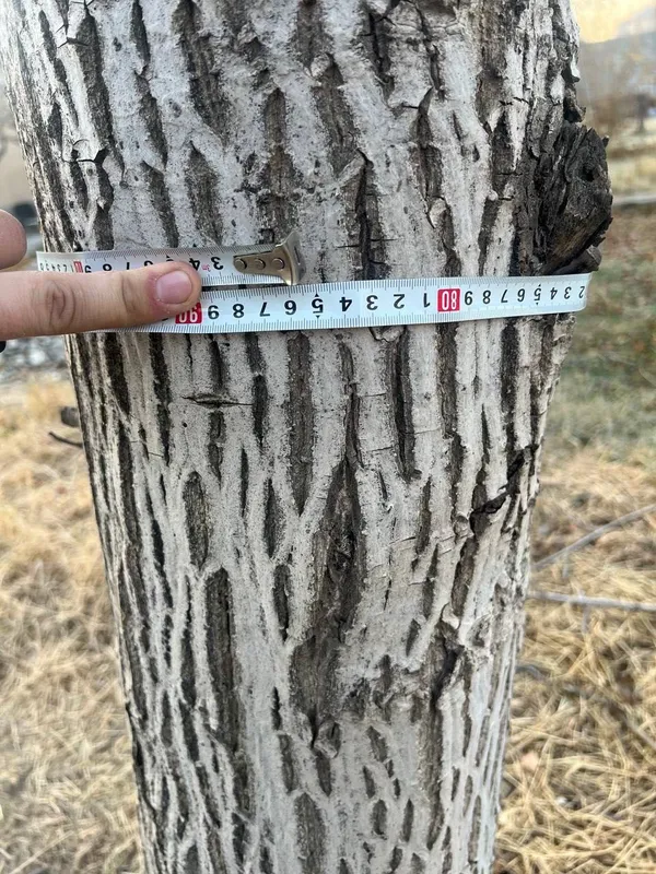 Продам деревья на дрова