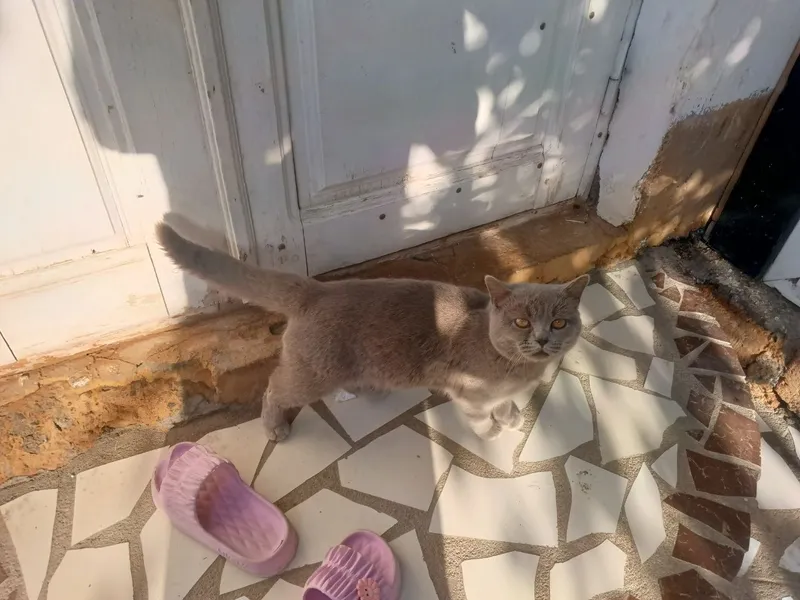 Мушук сотилади 1 млн — фото 1
