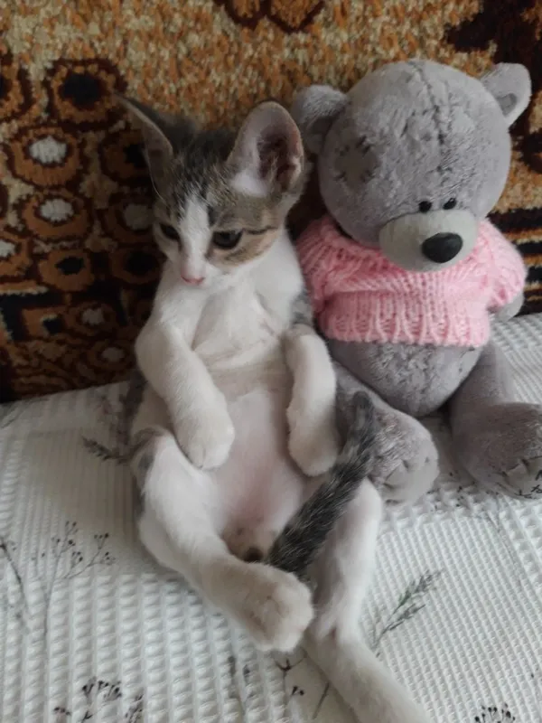 Котята в добрые руки. 7 Котята в добрые руки. 7